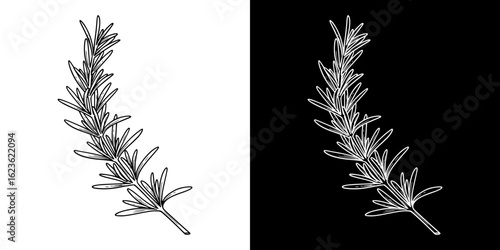 Rosemary twig, isolated vector image, two design variants on transparent and black background, pencil drawing, chalk drawing  