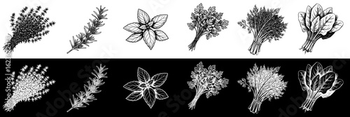 Isolated vector image of thyme, rosemary, basil, parsley, dill, spinach, two design variants on transparent and black background, pencil drawing, chalk drawing, collection, set, seamless border
  