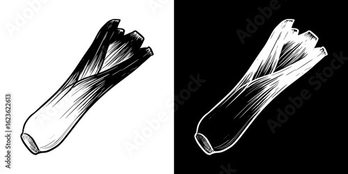 Leek vegetable sketch illustration , isolated vector image, two design variants on transparent and black background, pencil drawing, chalk drawing
