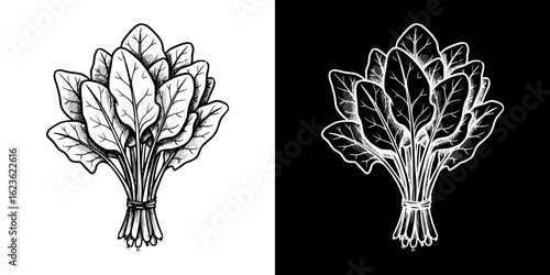 Spinach bundle, isolated vector image, two design variants on transparent and black background, pencil drawing, chalk drawing
