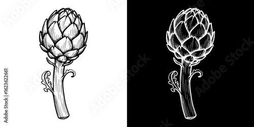 Isolated artichoke sketch, vector image, two design variants on transparent and black background, pencil drawing, chalk drawing
