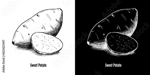 Sweet potatoes illustrated, isolated vector image, two design variants on transparent and black background, pencil drawing, chalk drawing
