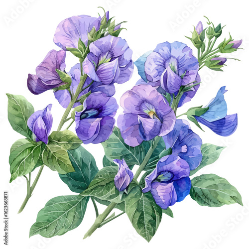Garden Pea Flower, watercolor drawing vector, isolated on a white background.