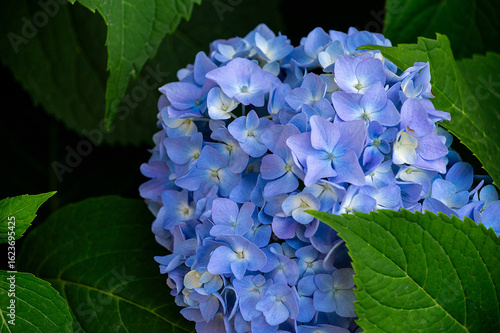 blue hydrangea flowers on a green background