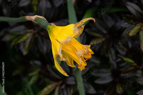 Photography A Wilting Daffodil