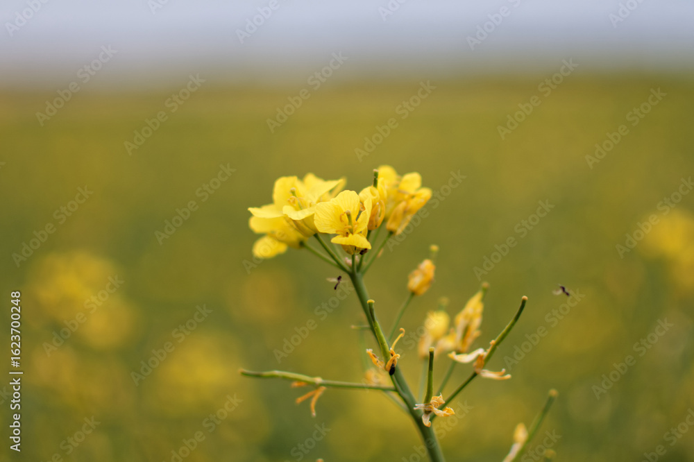 Fototapeta premium Close-up of Yellow Rapeseed Flower Blooming in Field