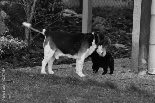 Beautiful and happy border collie puppy joueton
