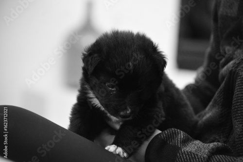 Beautiful and happy border collie puppy joueton