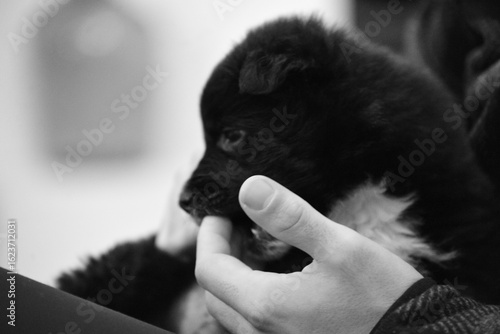 Beautiful and happy border collie puppy joueton