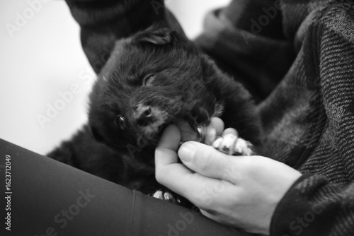 Beautiful and happy border collie puppy joueton