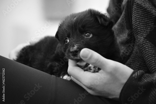 Beautiful and happy border collie puppy joueton