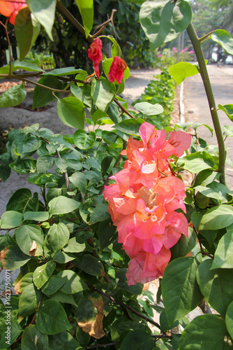 Vibrant bougainvillea flowers bloom against lush green leaves creating a vibrant display of color and texture in a botanical scene with contrasting elements for a serene backdrop