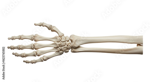 Isolated Human Hand Skeleton