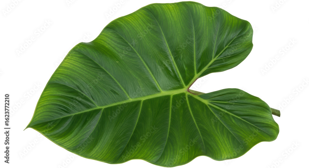 Obraz premium Isolated Philodendron Leaf