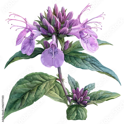Bee Balm Flower, watercolor vector, isolated on a white background.
