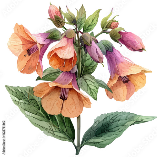 Balsam Flower, watercolor illustration vector, isolated on a white background.