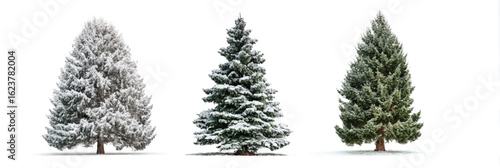 Three Different Pine Trees Covered with Snow on an Isolated White Background for Holiday Season Promotions and Natural Forest Designs