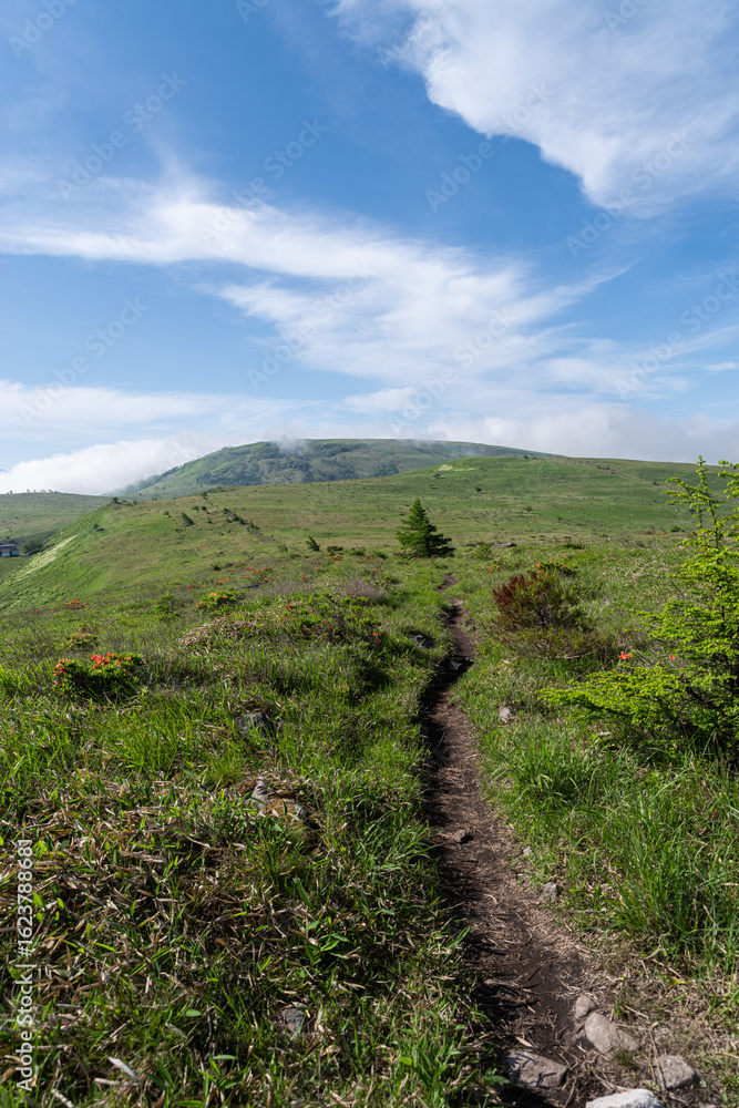 Obraz premium 爽やかな朝の高原 霧ヶ峰
