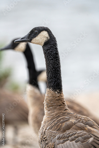 canada goose branta canadensis