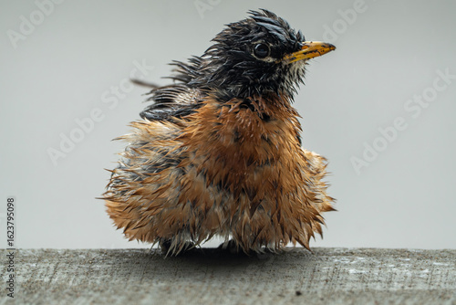 American robin wet from rain