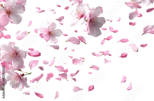 Delicate pink cherry blossoms and petals in motion against a black background