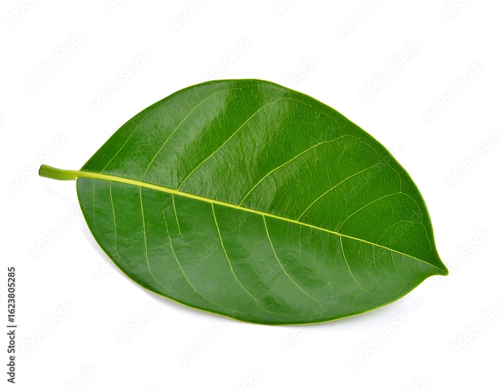 Fototapeta premium Close-up of a vibrant green jackfruit leaf