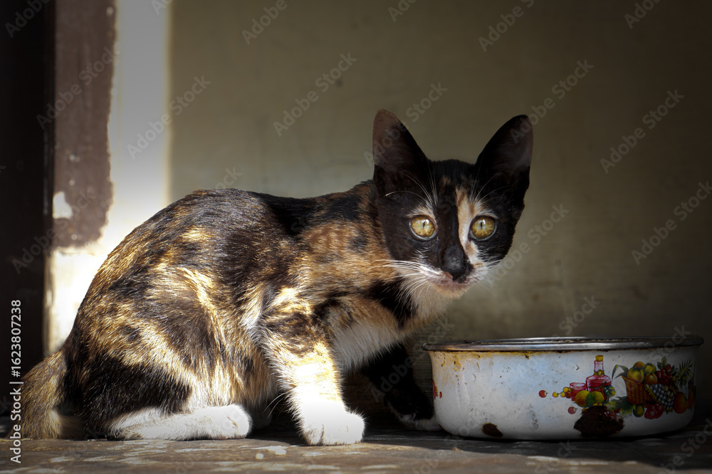 Naklejka premium Wild cat eating food outdoors 