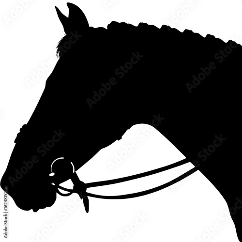 A grayscale graphic-style portrait of a light-colored horse with a neatly braided black mane. The composition emphasizes the lines of the bridle and the musculature around the jaw and neck, set agains