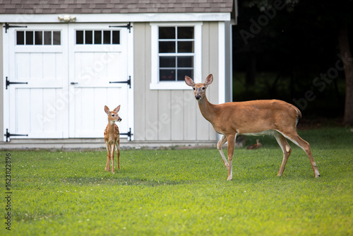 A doe and her fawn in a suburban backyard