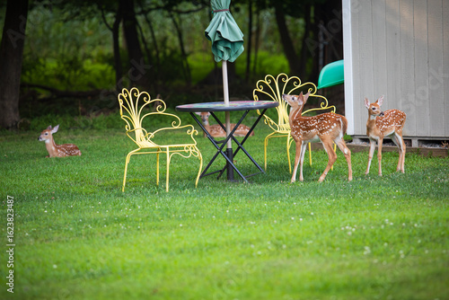Group of fawns in a suburban backyard