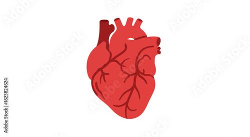 Anatomical human heart illustration isolated on a white background. Medical concept for cardiology, health, and science.