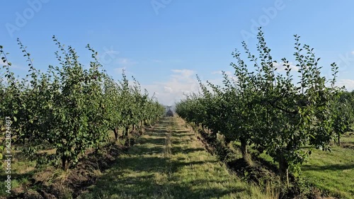 A row of trees in a field