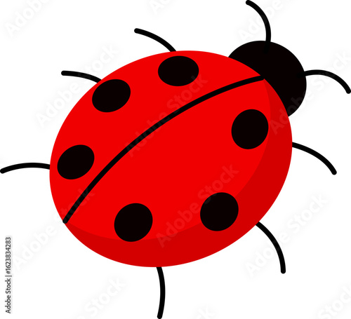 Black red spider
