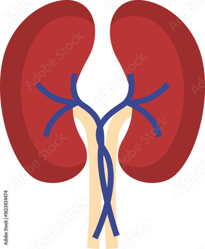 Human Lung Anatomy Structure
