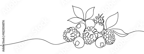 Simple hand drawn continuous vector line of various berries on transparent background. stroke editable
