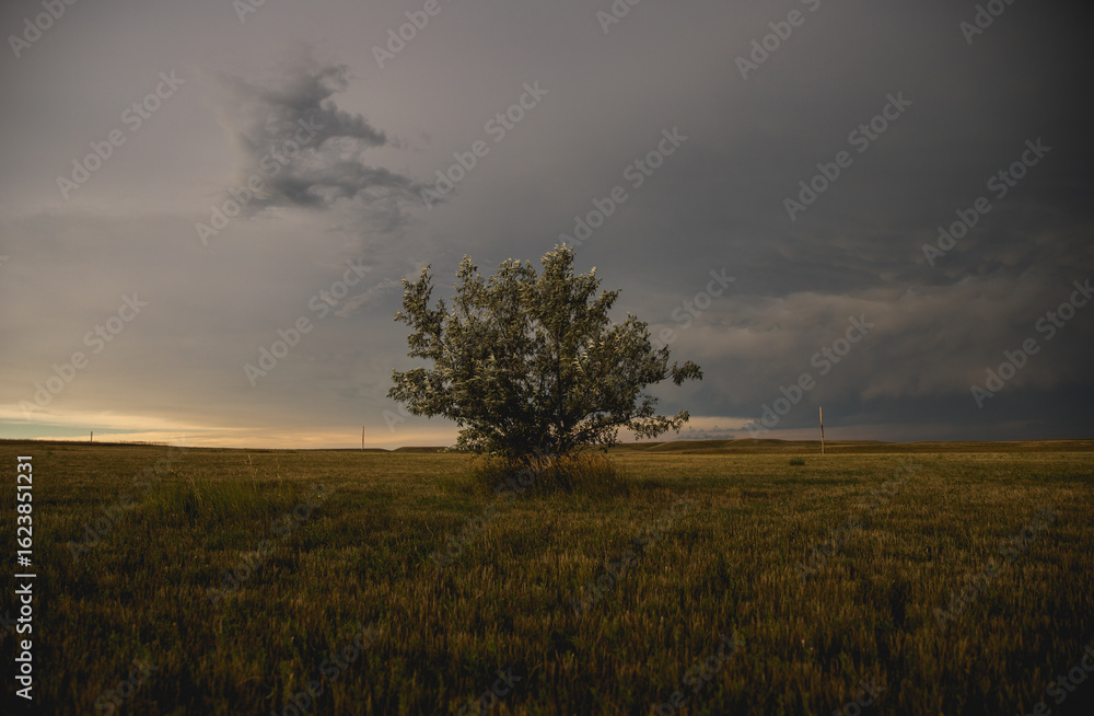 Fototapeta premium Lone tree in South Dakota
