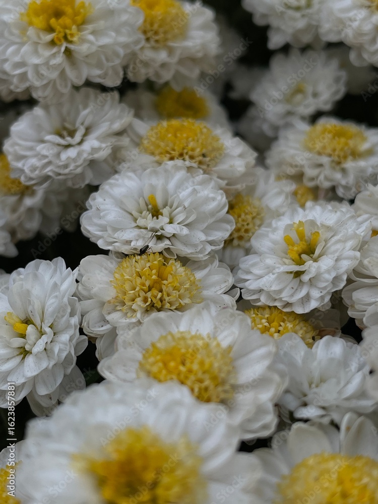 Obraz premium white chrysanthemum flowers