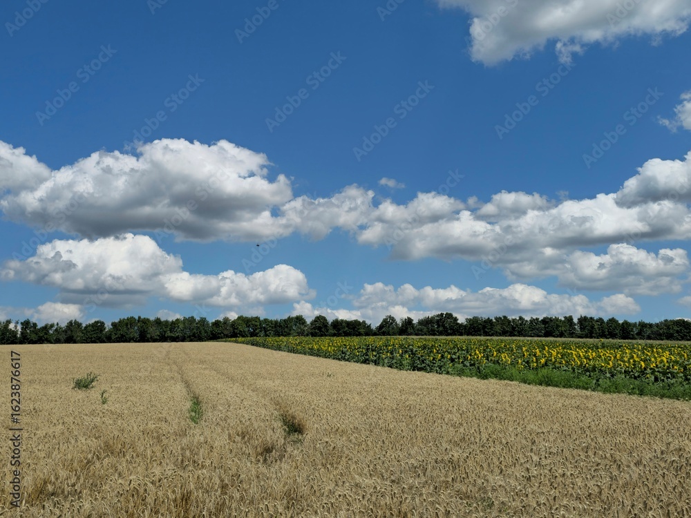Fototapeta premium A field of crops