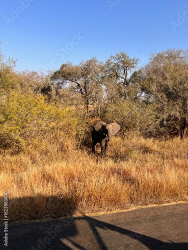 Canvas Print cow in the field