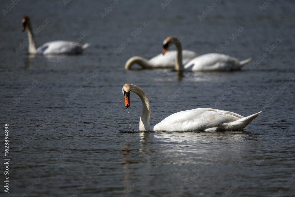 Fototapeta premium swans on the lake