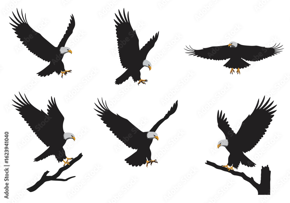 Obraz premium Set of Bald Eagle Silhouettes in Flight and on Branches.