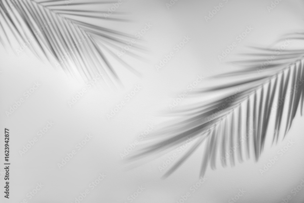 Obraz premium Shadows of tropical palm branches on white background. Black and white toning