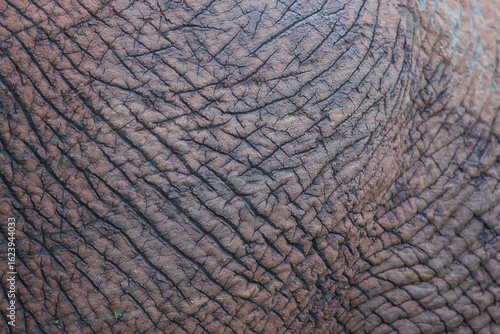 Canvas Print A close up image of an African elephants side