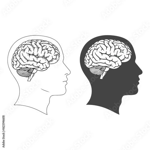Art of side profile of a human head showing the brain in outline and silhouette, isolated on white background