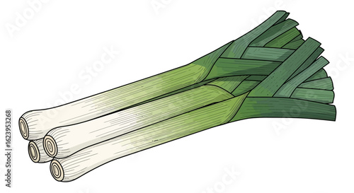 Fresh Leeks Vegetable Illustration on White Background