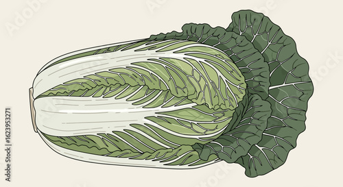 Fresh Napa Cabbage Vector Illustration on Light Background for Culinary Concepts