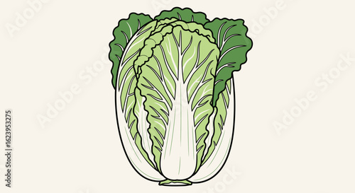 Fresh Napa Cabbage Vector Illustration. Whole Chinese Cabbage Vegetable for Healthy Eating, Cooking, and Asian Cuisine.