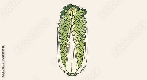 Detailed cross-section illustration of fresh Napa cabbage, ideal for culinary, healthy eating, and vegetable-related design projects.