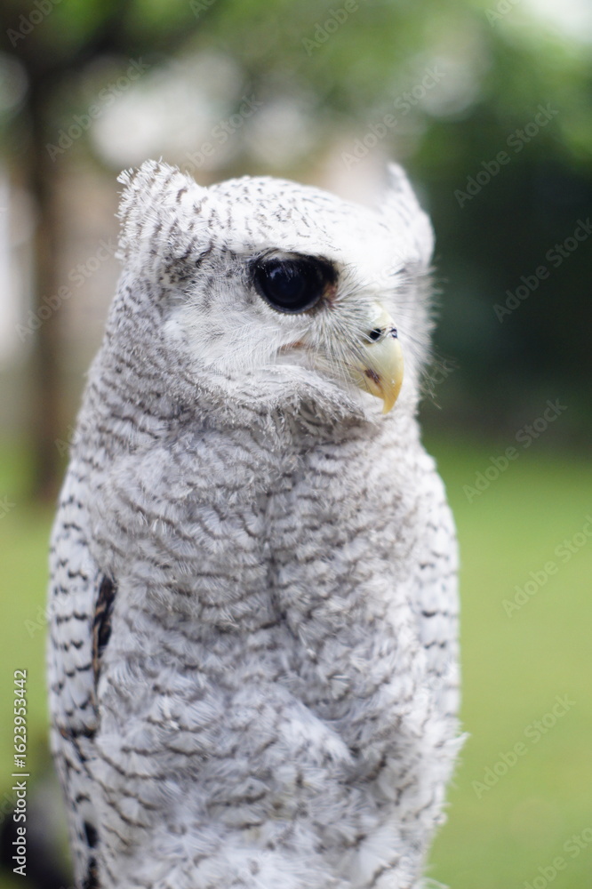Obraz premium The barred eagle-owl (Ketupa sumatrana), also called the Malay eagle-owl, is a species of eagle owl in the family Strigidae. It is a member of the large genus Ketupa, which is found on most of the wor