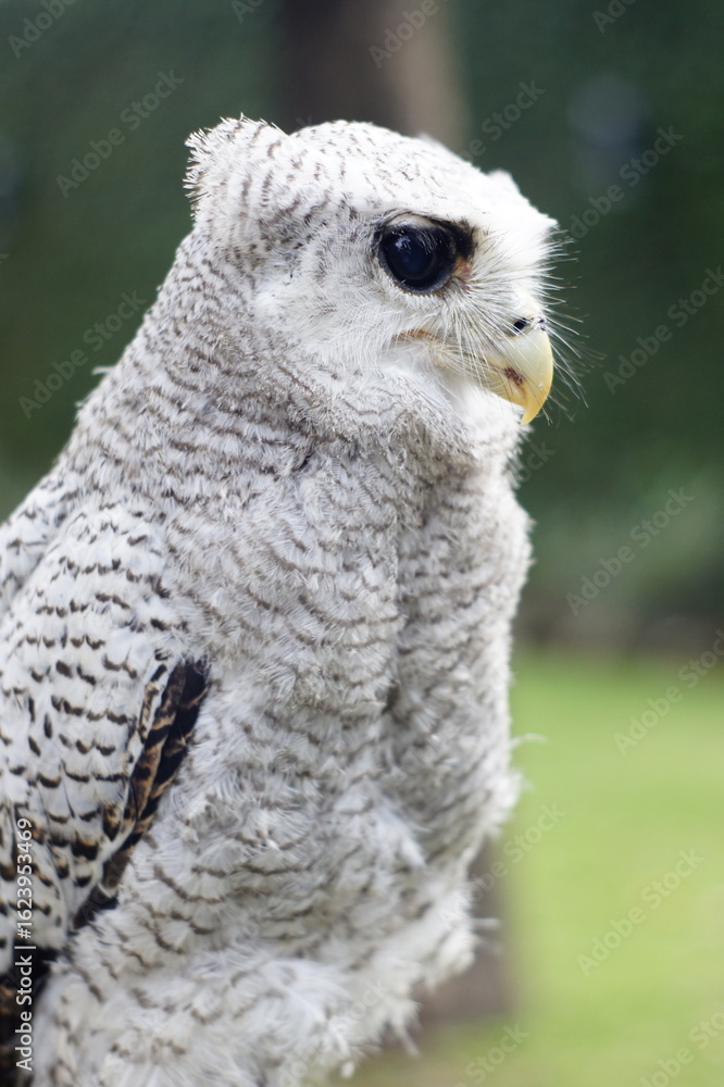 Obraz premium The barred eagle-owl (Ketupa sumatrana), also called the Malay eagle-owl, is a species of eagle owl in the family Strigidae. It is a member of the large genus Ketupa, which is found on most of the wor